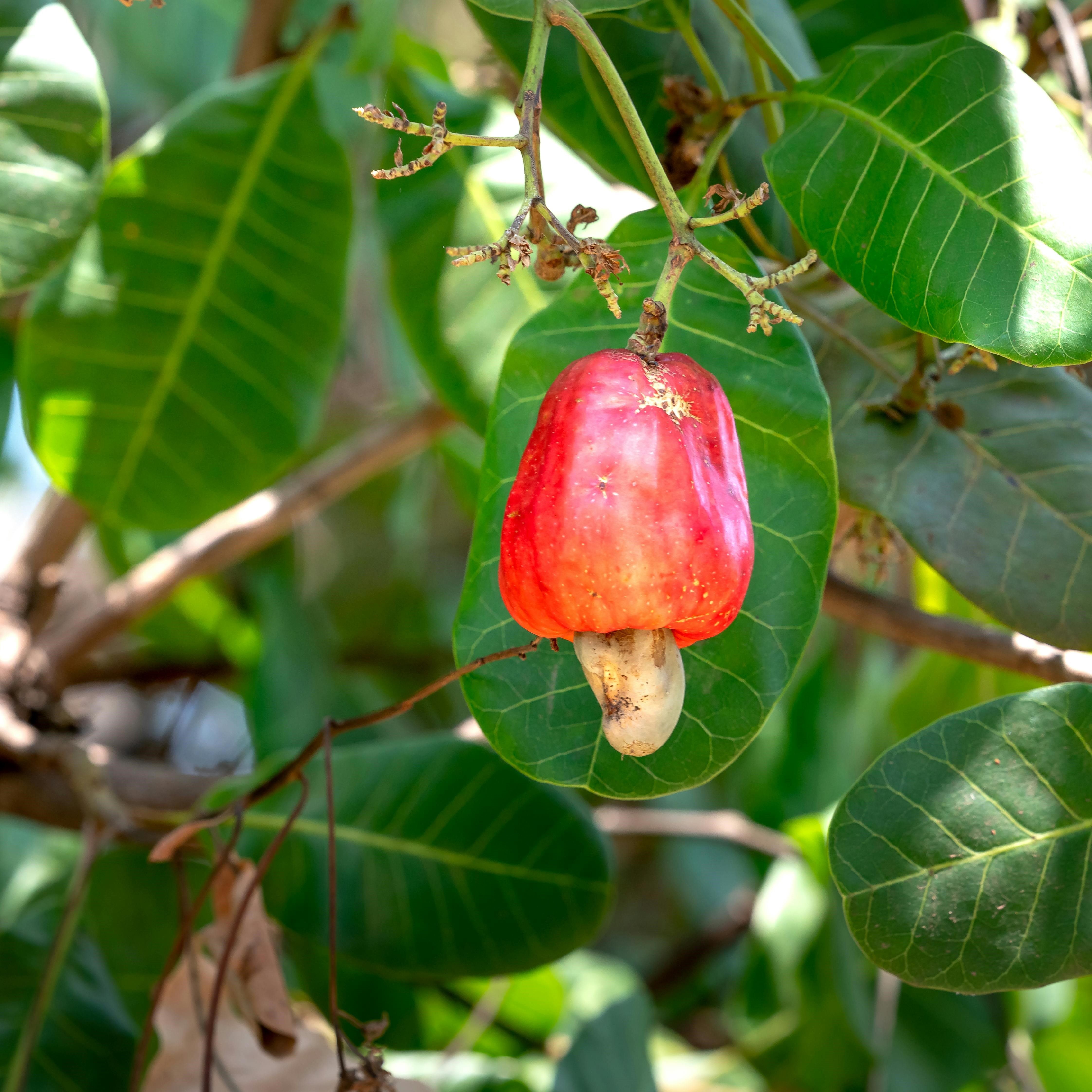 Cashew Nut (Anacardium occidentale) Plant